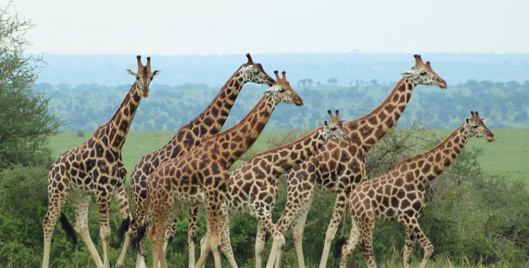 Photo by Debbie Chavez